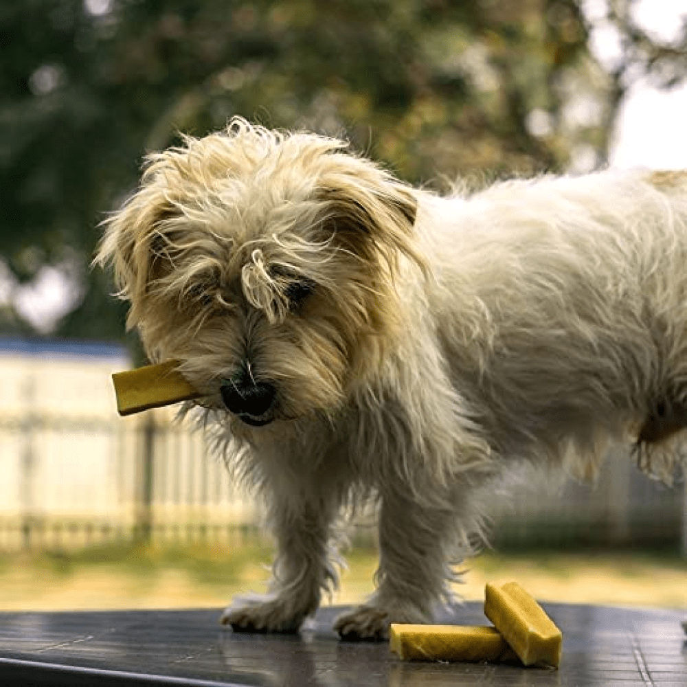 Dogsee Chew 100 Natural Yak Milk Bars Small Breed Dog Treat - Image 4
