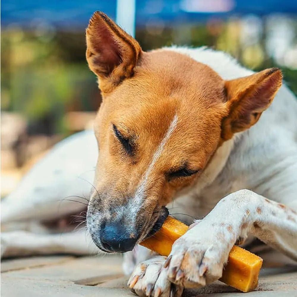 Dogsee Chew 100 Natural Yak Milk Bars Medium Small Breed Dog Treat - Image 3
