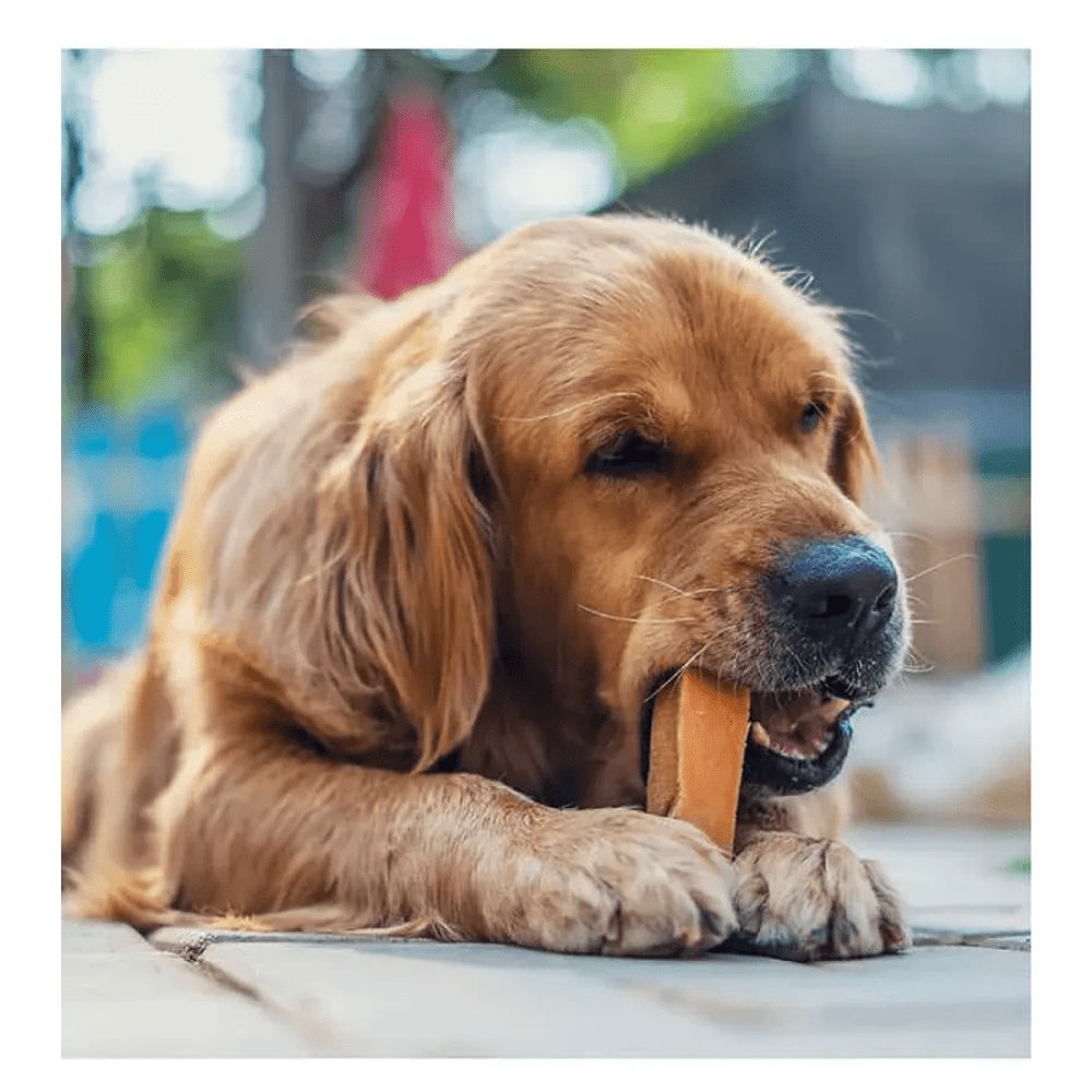 Dogsee Chew Turmeric Chew Bars Large Breed Dog Treats — detail shot