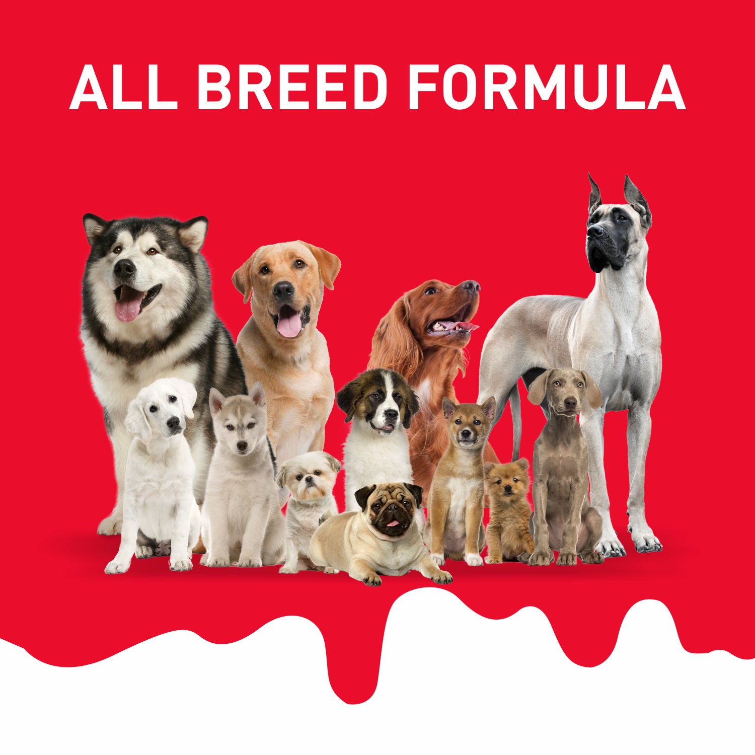 Drools Absolute Milk Bone Jar — in use