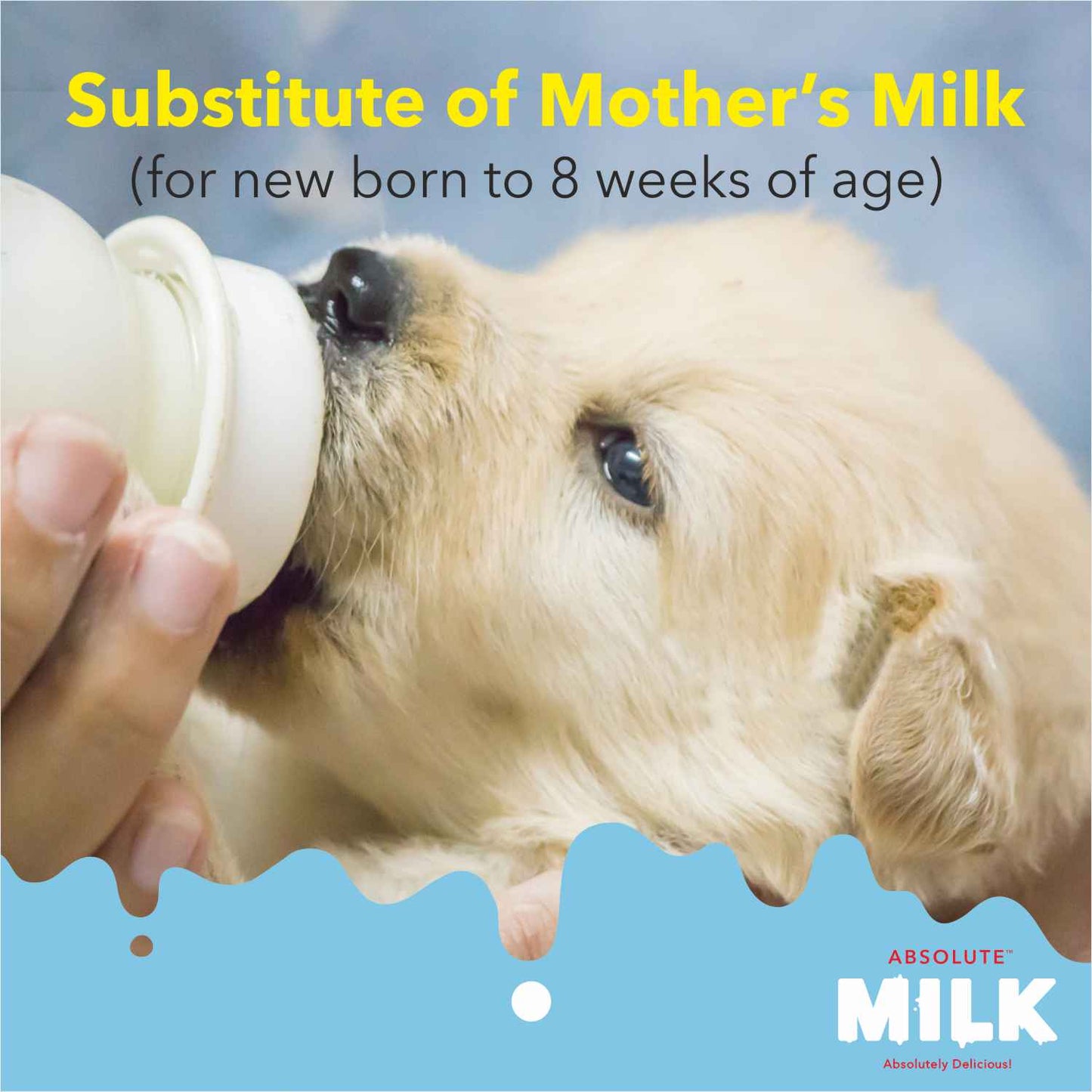 Drools Absolute Milk for Newborn Puppies — in use