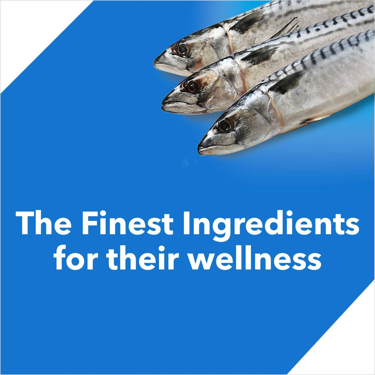 Drools Ocean Fish Adult Cat Dry Food — in use