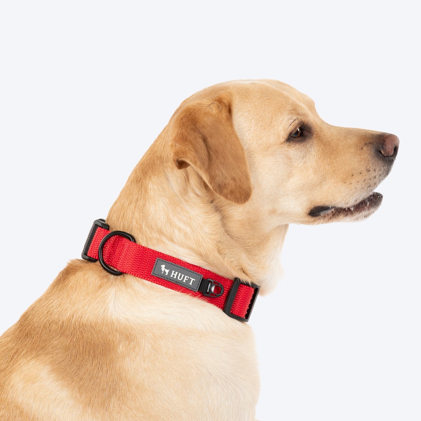 HUFT Classic D Ring Collar for Dogs — back view