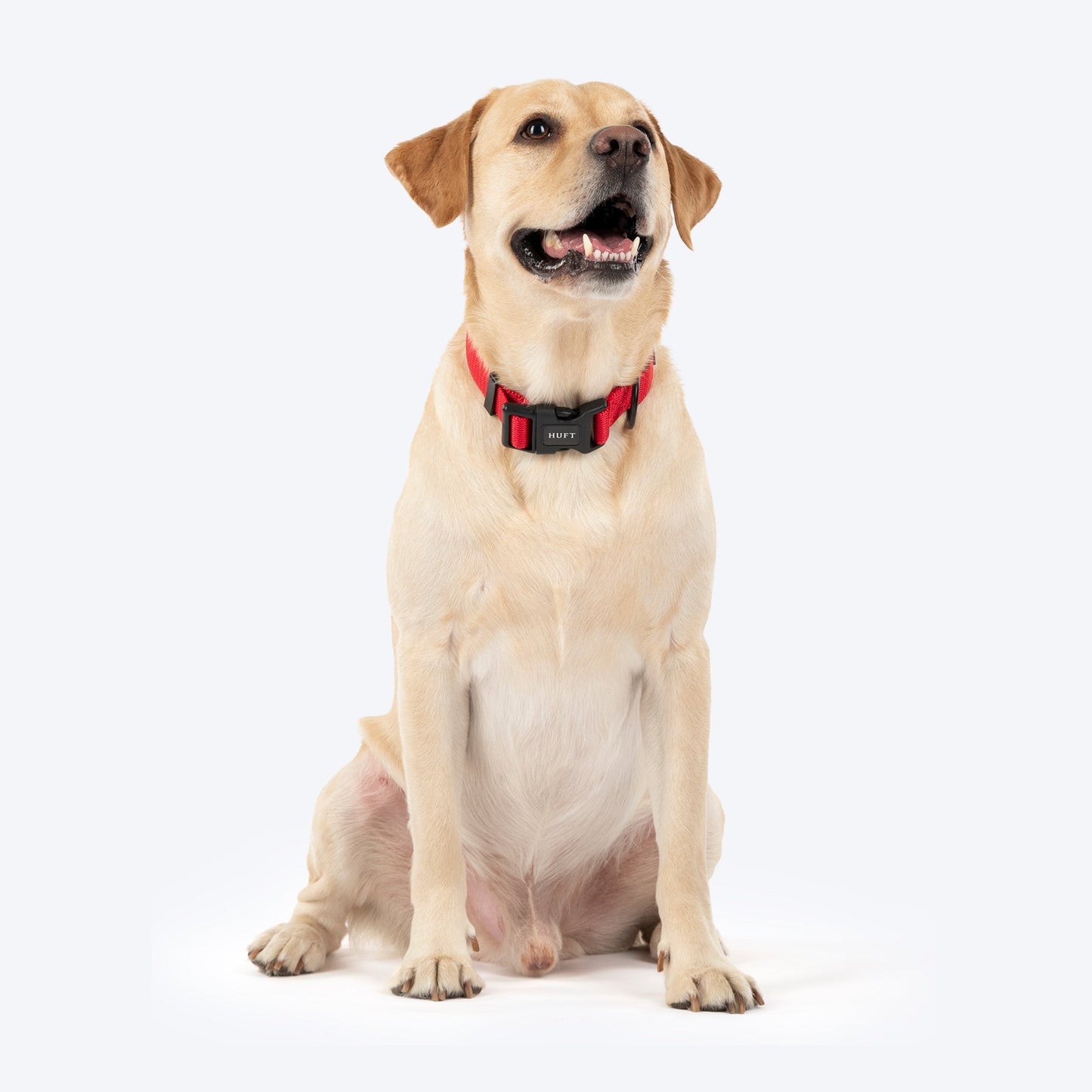 HUFT Classic D Ring Collar for Dogs — detail shot