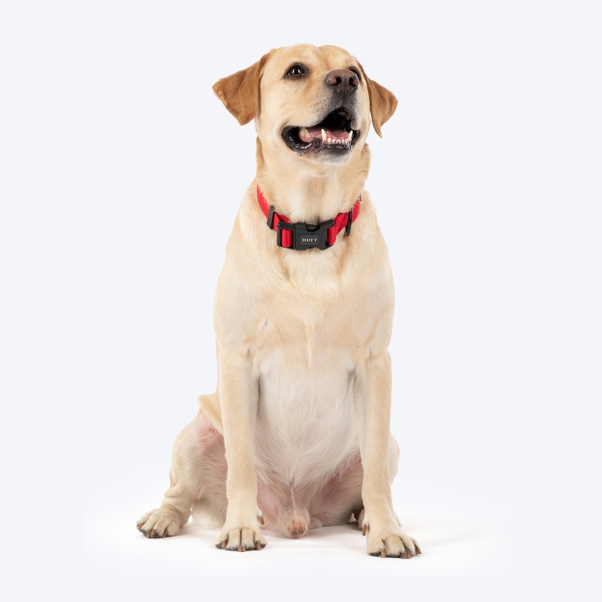 HUFT Classic D Ring Collar for Dogs — detail shot