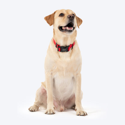 HUFT Classic D Ring Collar for Dogs — detail shot