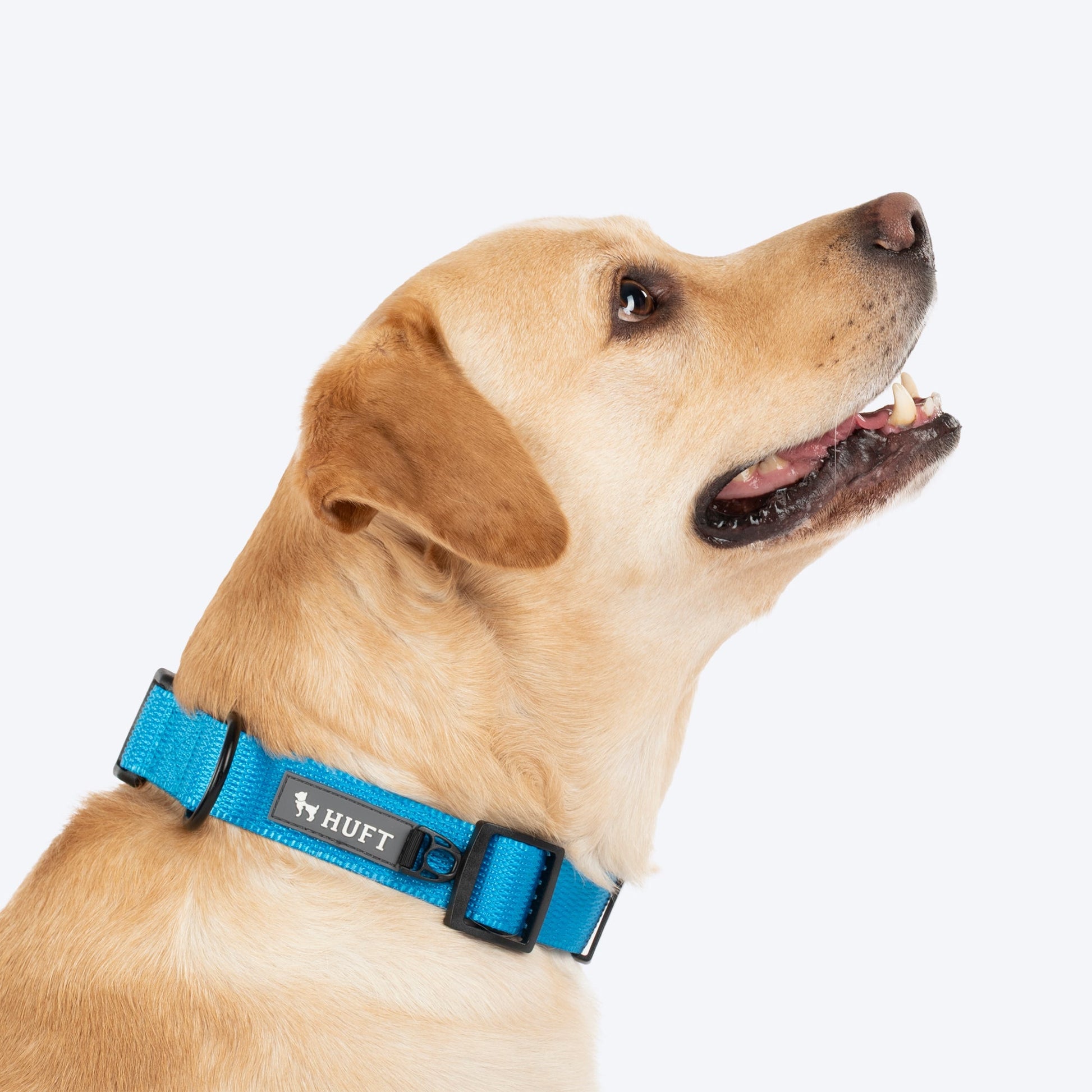 HUFT Classic D Ring Collar for Dogs — back view