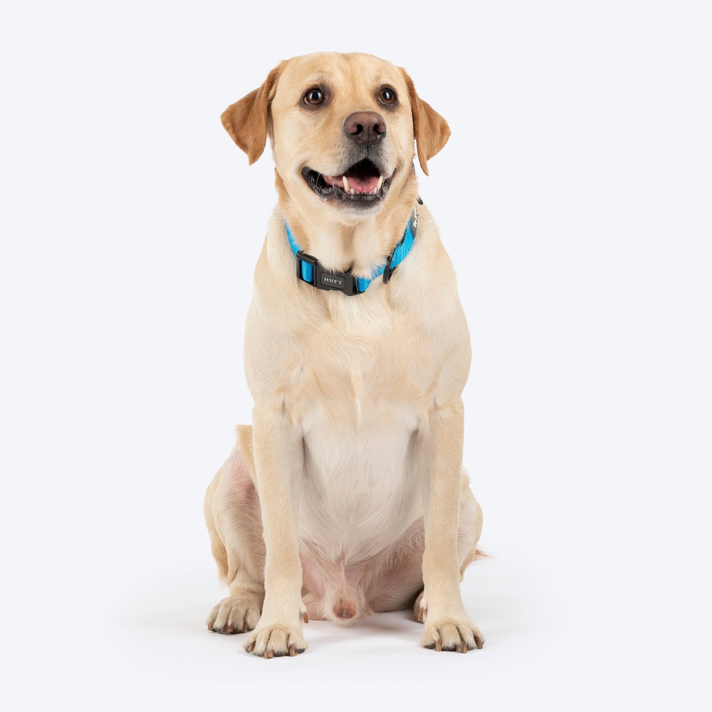 HUFT Classic D Ring Collar for Dogs — detail shot