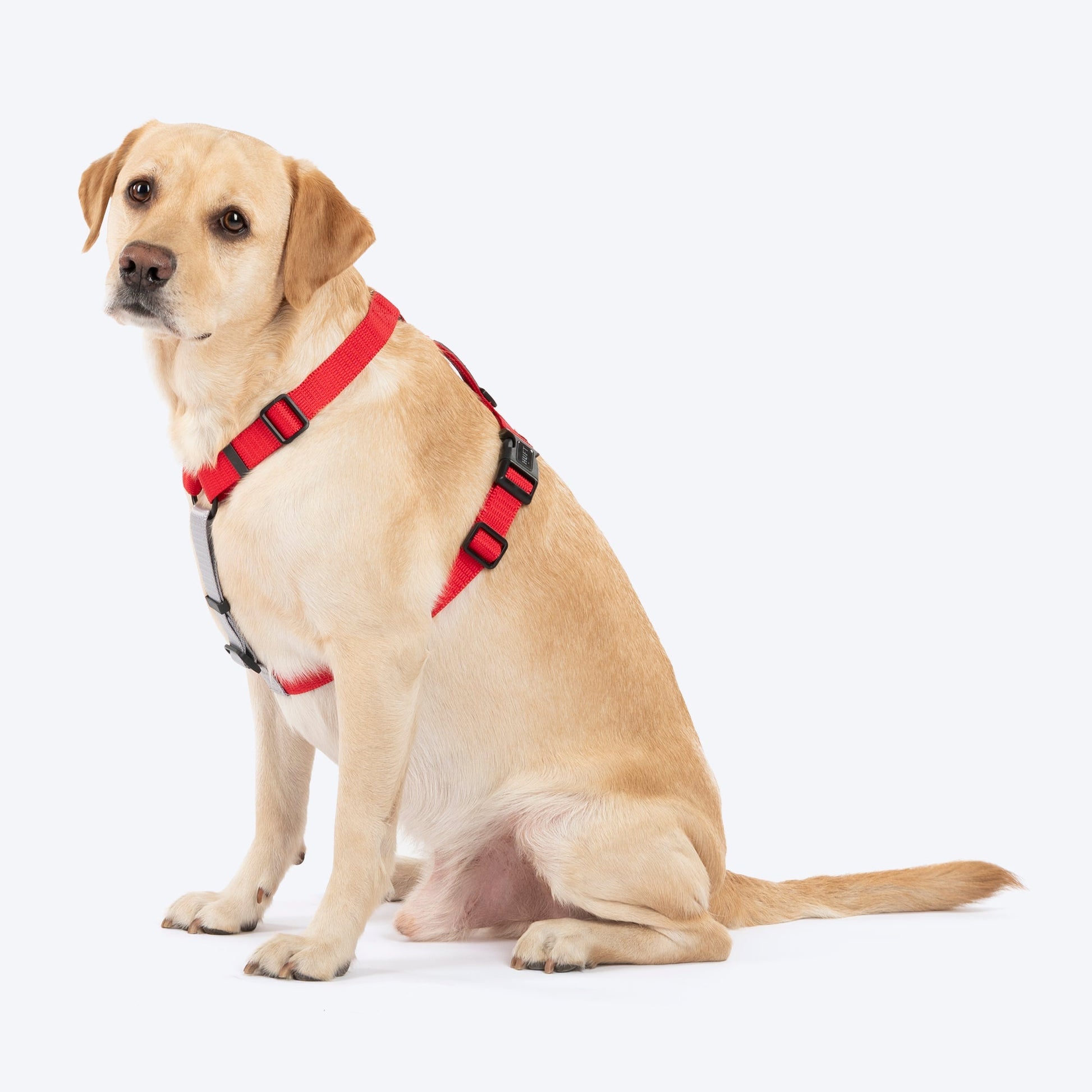 HUFT Classic H Harness for Dogs — back view