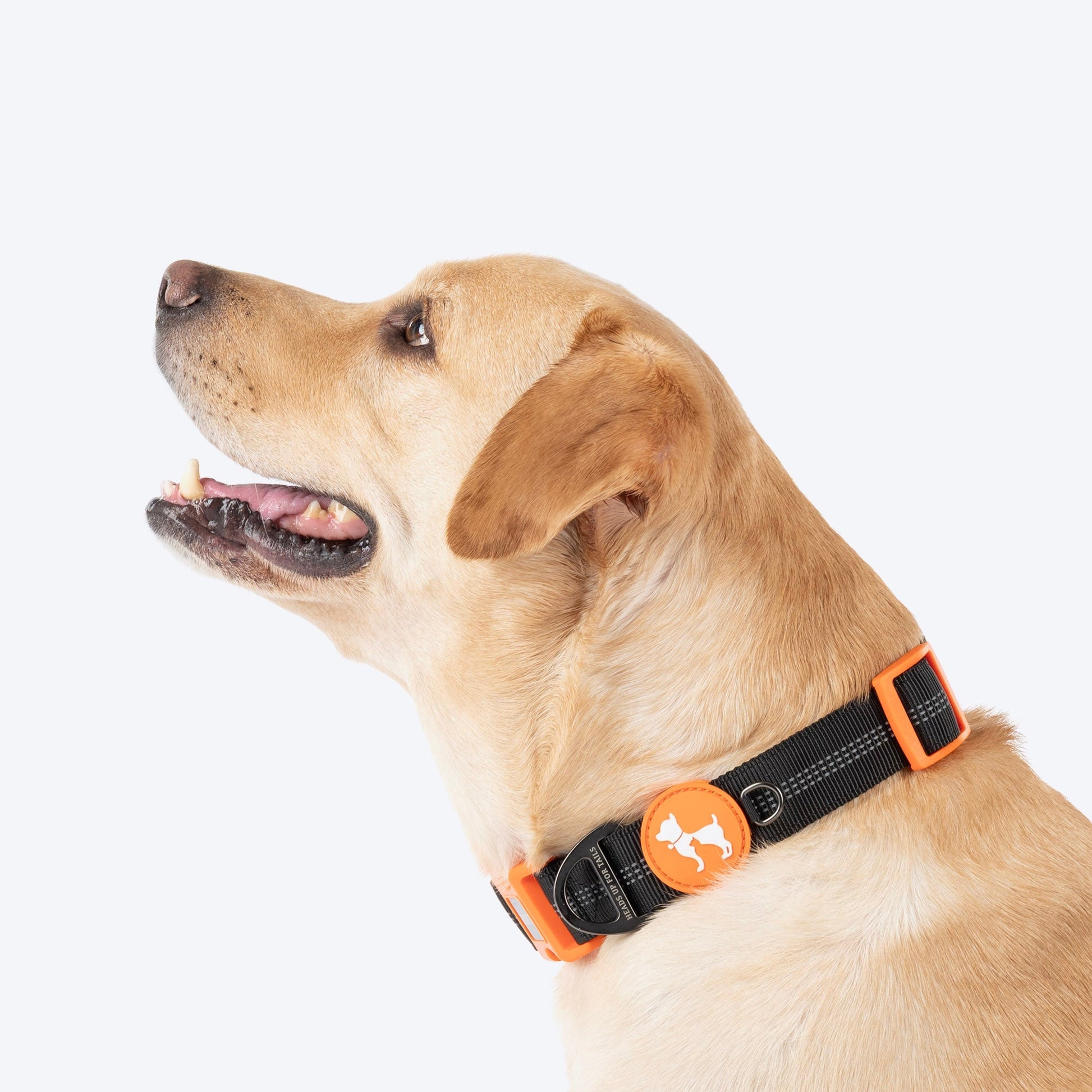HUFT Xplorers Collar for Dogs — back view