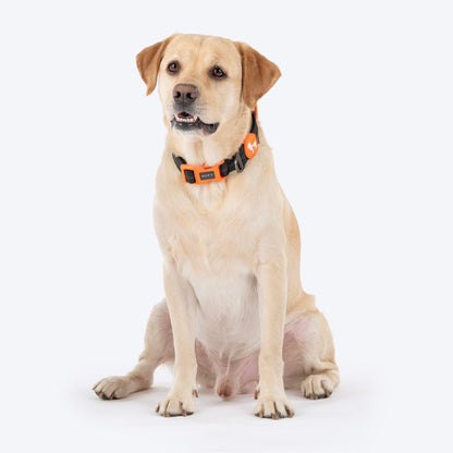 HUFT Xplorers Collar for Dogs — detail shot