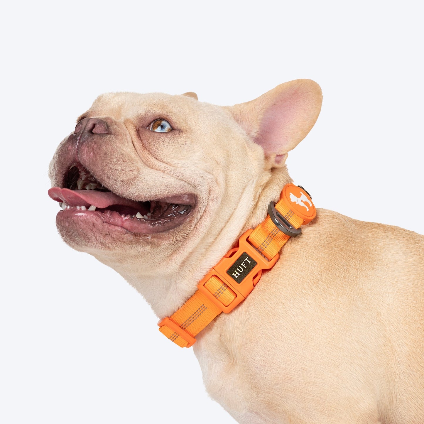 HUFT Xplorers Collar for Dogs — back view