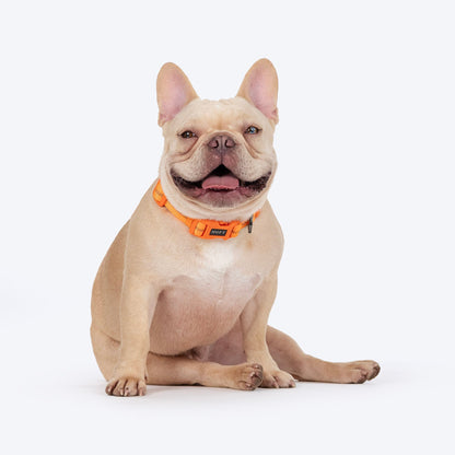 HUFT Xplorers Collar for Dogs — in use