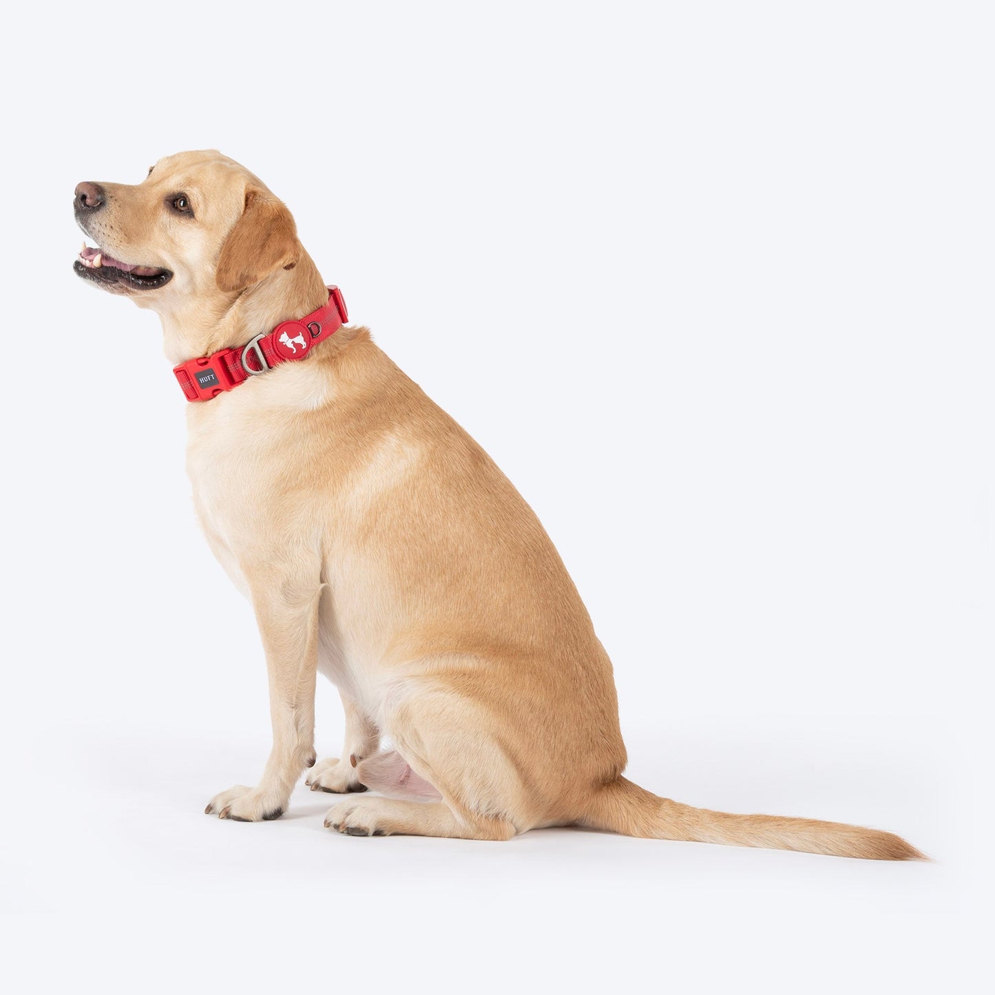 HUFT Xplorers Collar for Dogs — in use
