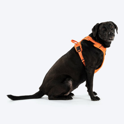 HUFT Xplorers Harness for Dogs — back view