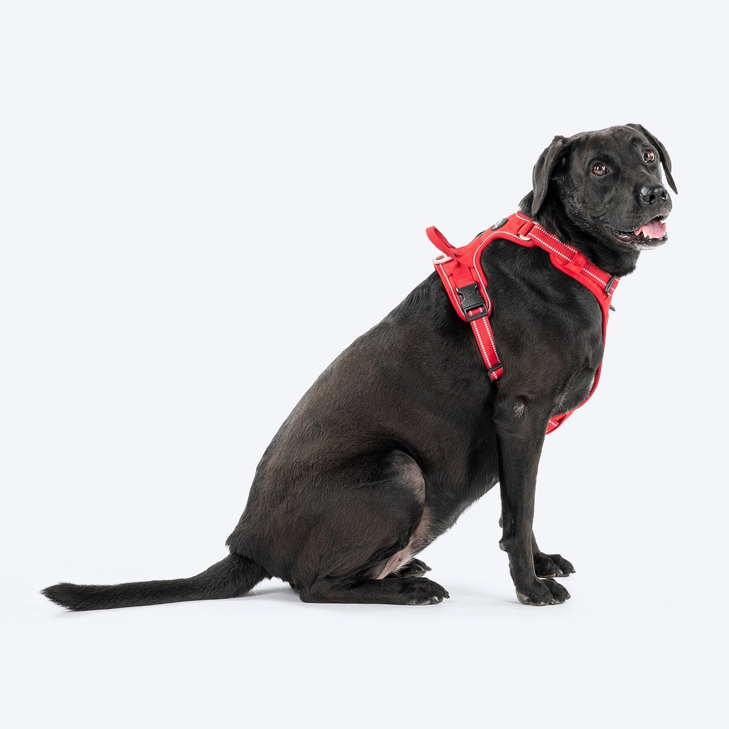 HUFT Xplorers Harness for Dogs — back view