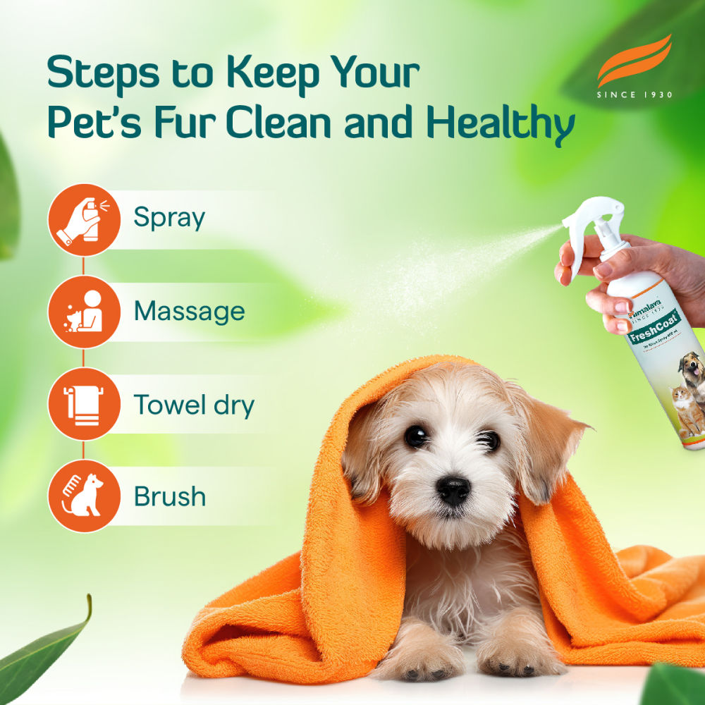 Himalaya Fresh Coat No Rinse Spray for Dogs and Cats — in use