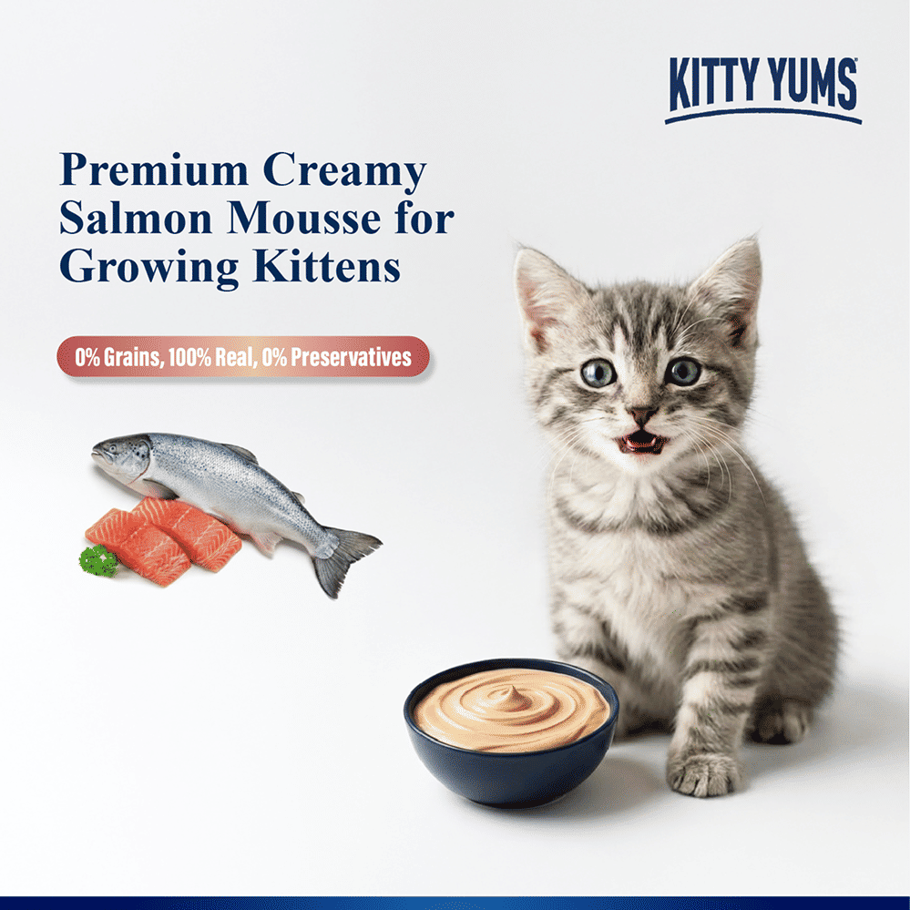 Kitty Yum Salmon Mousse Kitten Cat Wet Food — detail shot