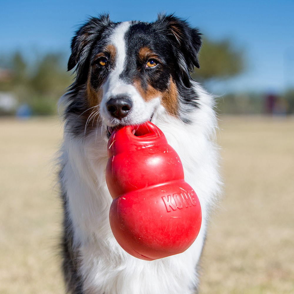 Kong Bounzer Toy for Dogs — back view