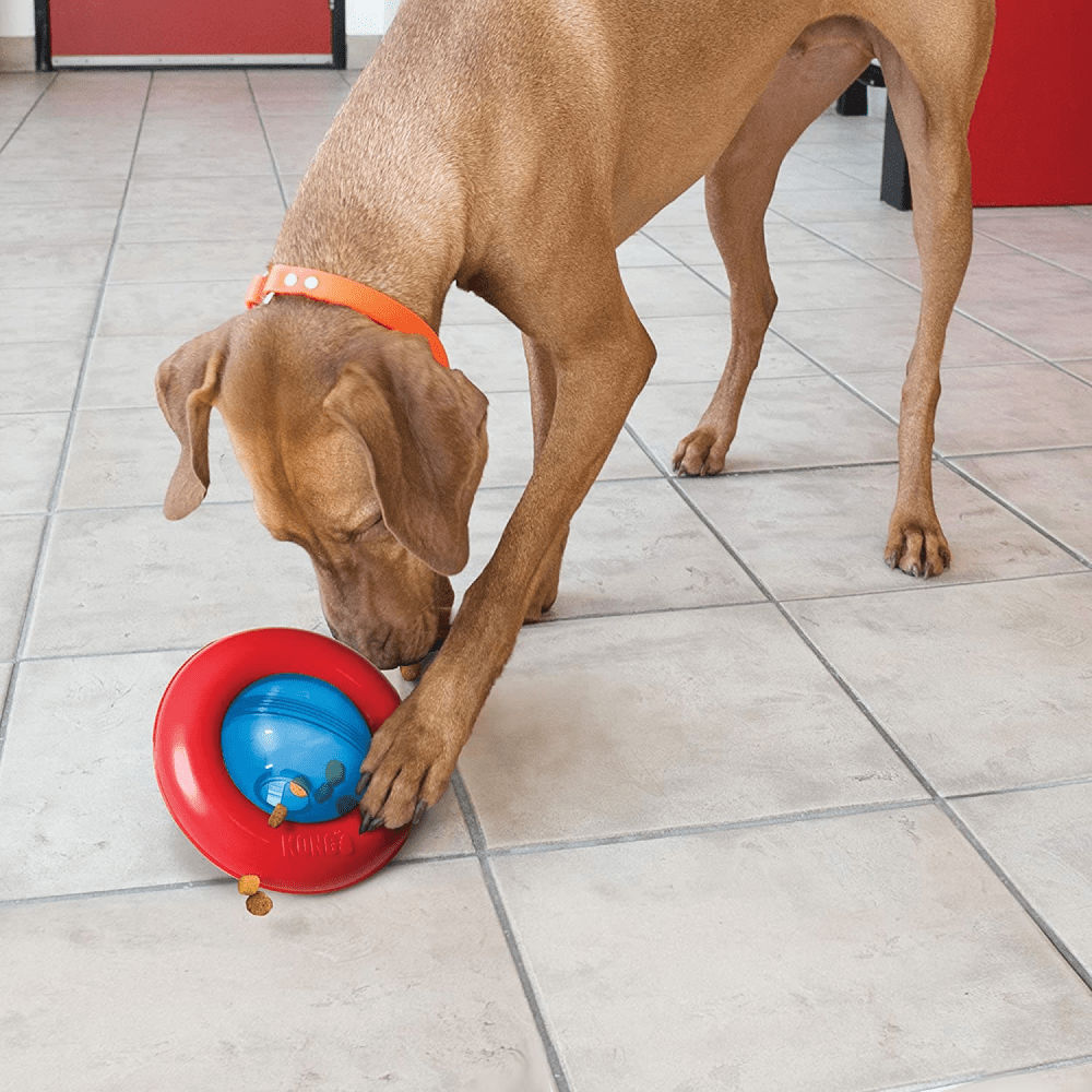 Kong Gyro Treat Dispensing Toy for Dogs — in use