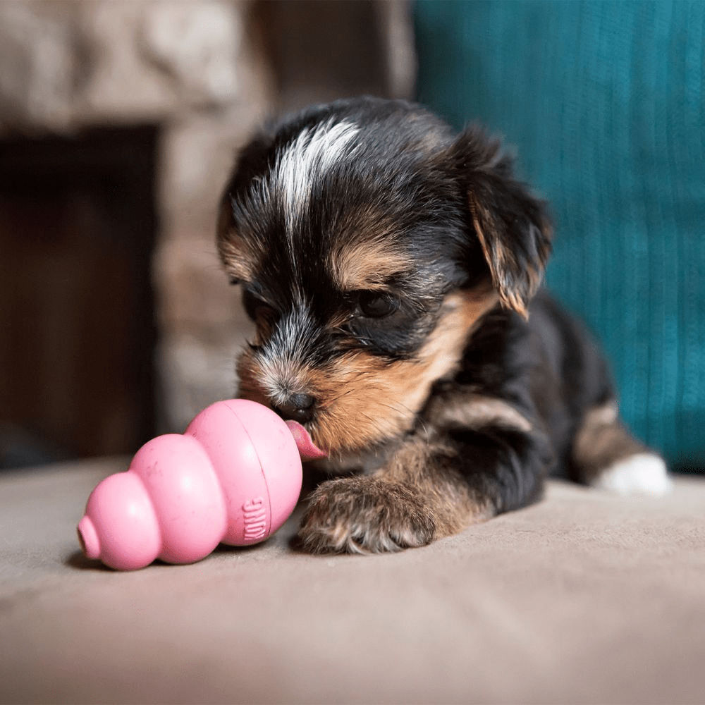 Kong Puppy Toy for Dogs (Pink) | For Aggressive Chewers — in use