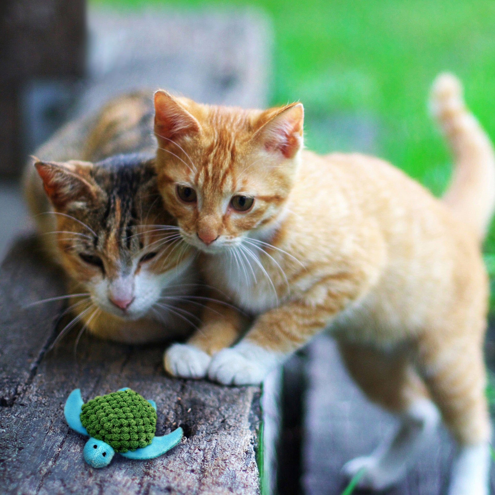 Kong Refillables Turtle Toy For Cats Green - Image 3