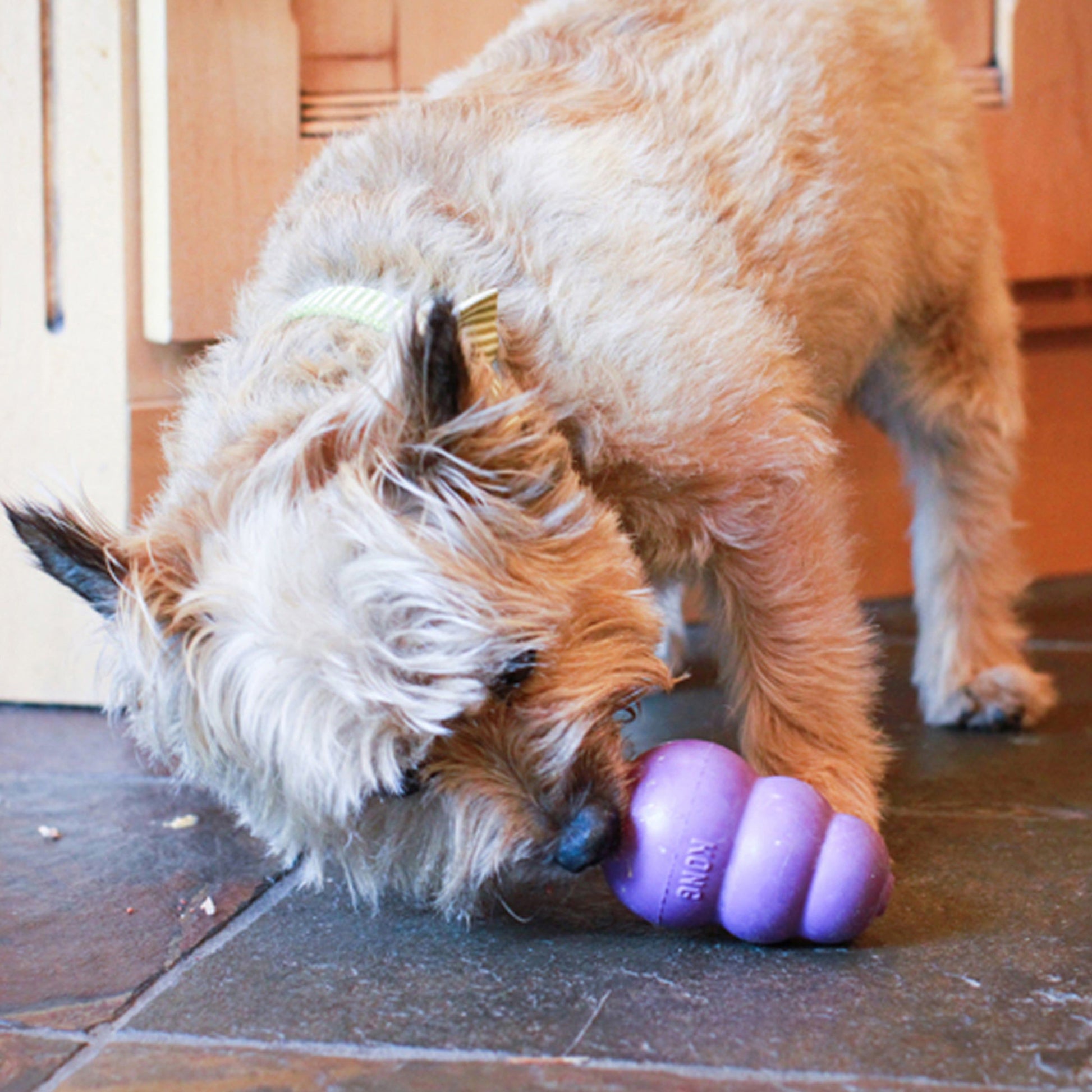 Kong Senior Toy for Dogs — side view