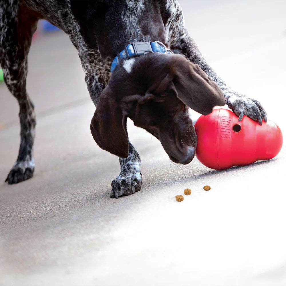 Kong Wobbler Toy for Dogs (Red) | For Aggressive Chewers — in use