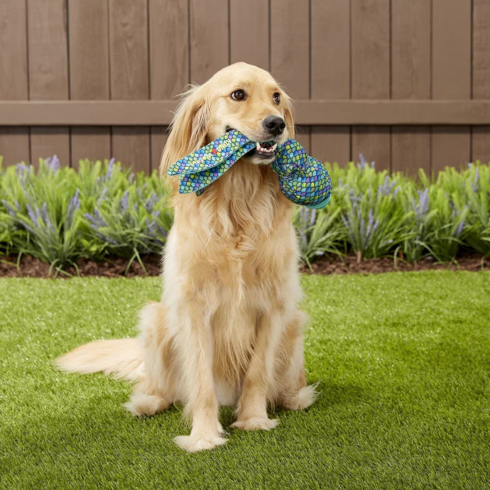 Kong Wubba Finz Toy for Dogs (Blue) | For Medium Chewers — in use
