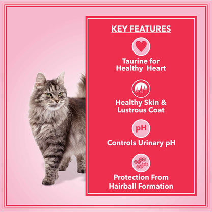 Let's Bite Active Adult Ocean Fish Dry Cat Food — in use