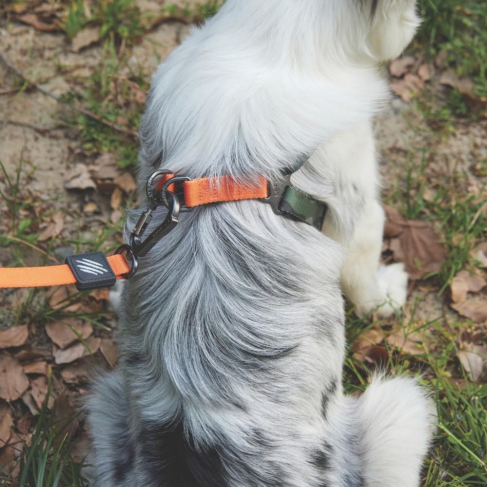 M Pets Wild Jungle Control Leash for Dogs — detail shot
