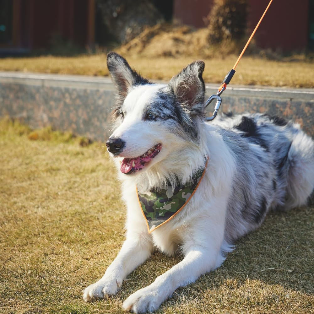 M Pets Wild Jungle Control Leash for Dogs — in use