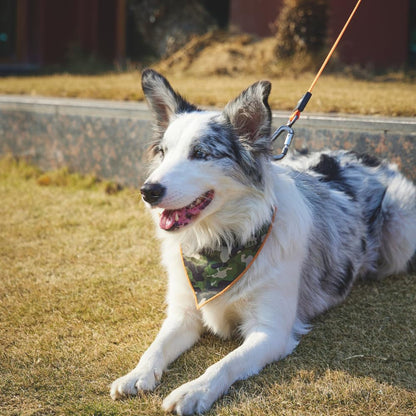 M Pets Wild Jungle Control Leash for Dogs — in use