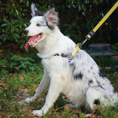 M Pets Wild Safari Control Leash for Dogs — detail shot