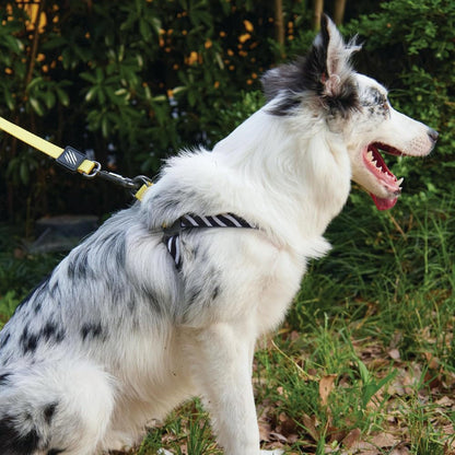 M Pets Wild Safari Control Leash for Dogs — in use