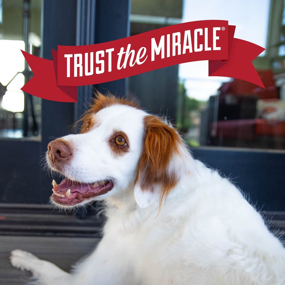 Nature's Miracle Whitening Shampoo and Conditioner for Dogs — back view