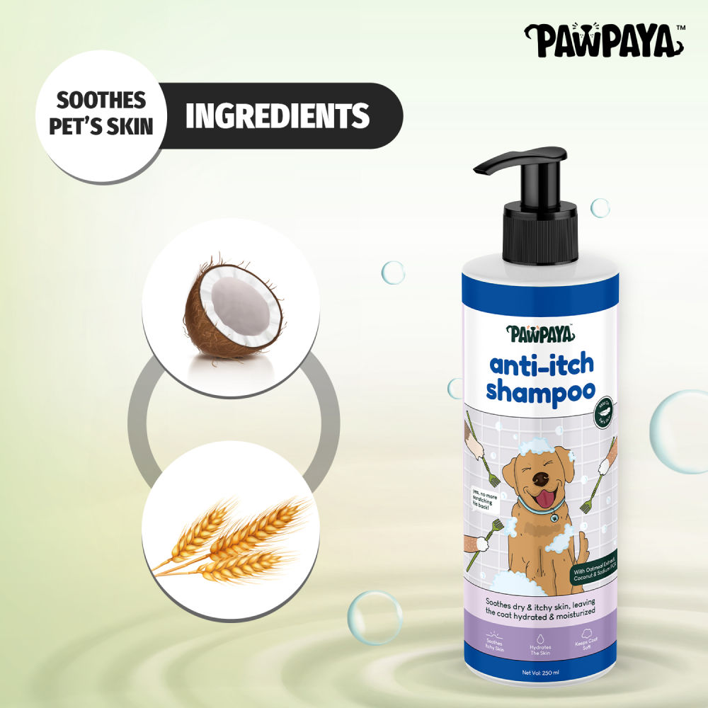 Pawpaya Anti Itch Shampoo for Dogs — in use