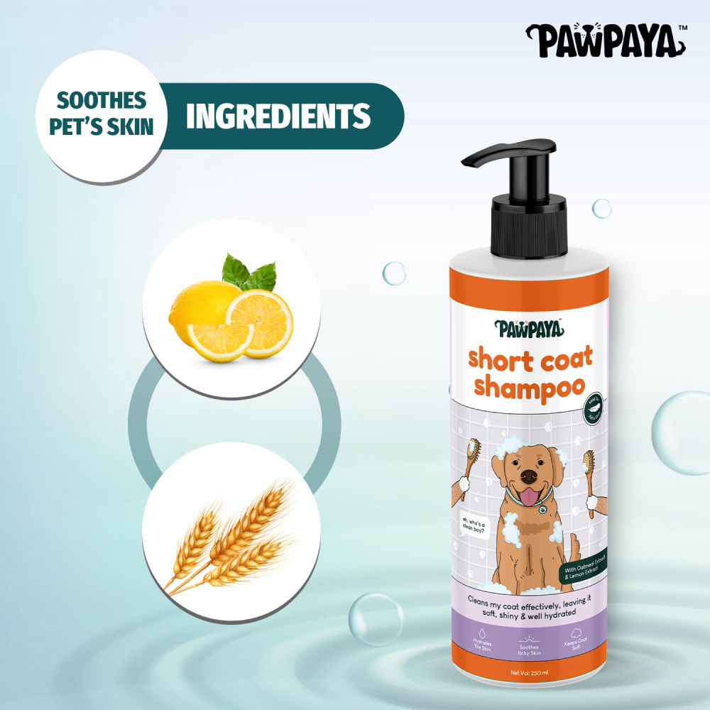Pawpaya Short Coat Shampoo for Dogs — in use