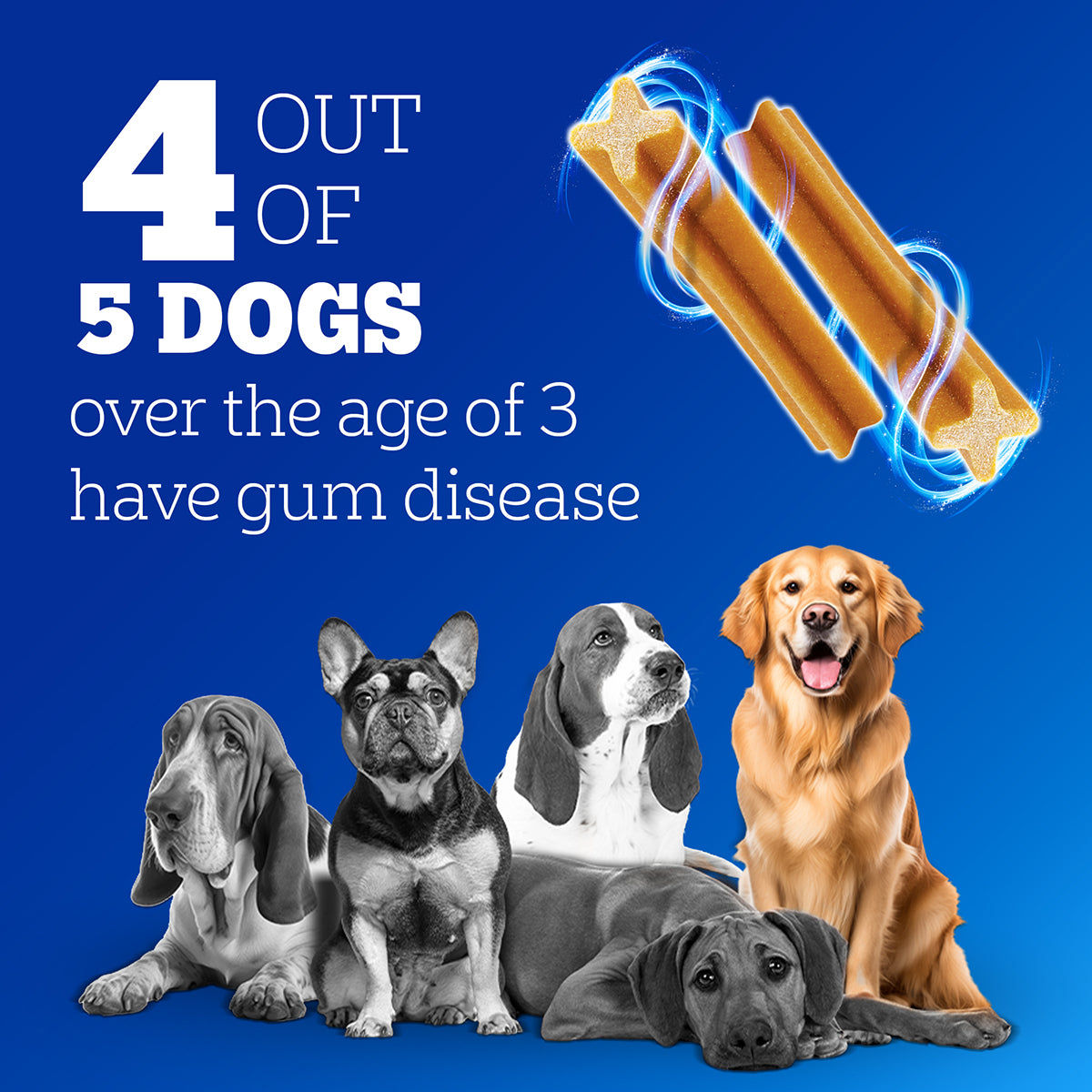 Pedigree Dentastix Oral Care for Adult (Medium Breed of 10 to 25 kg) Dog Treats — in use
