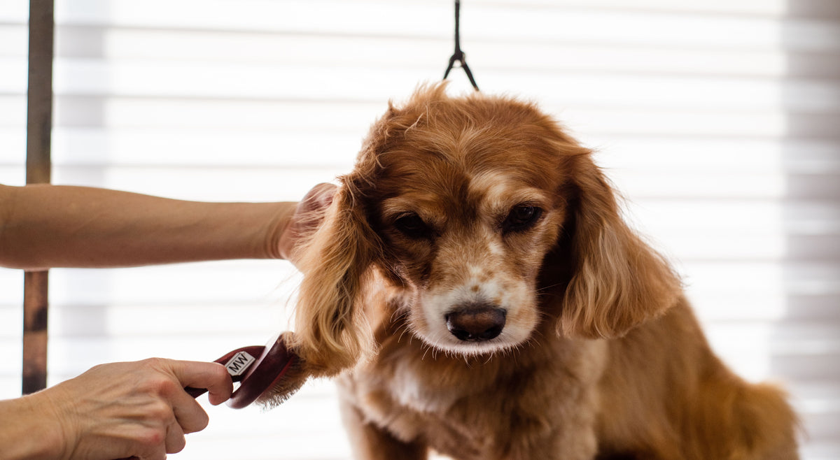 Dog being groomed with a person holding a brush and a treat.