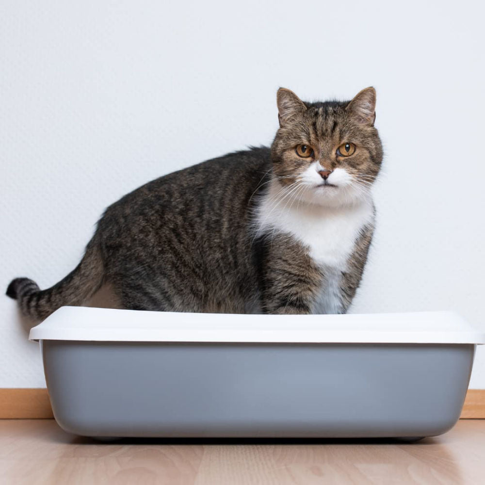 PetCrux Exclusive Organic Pine Wood Scented Cat Litter — side view