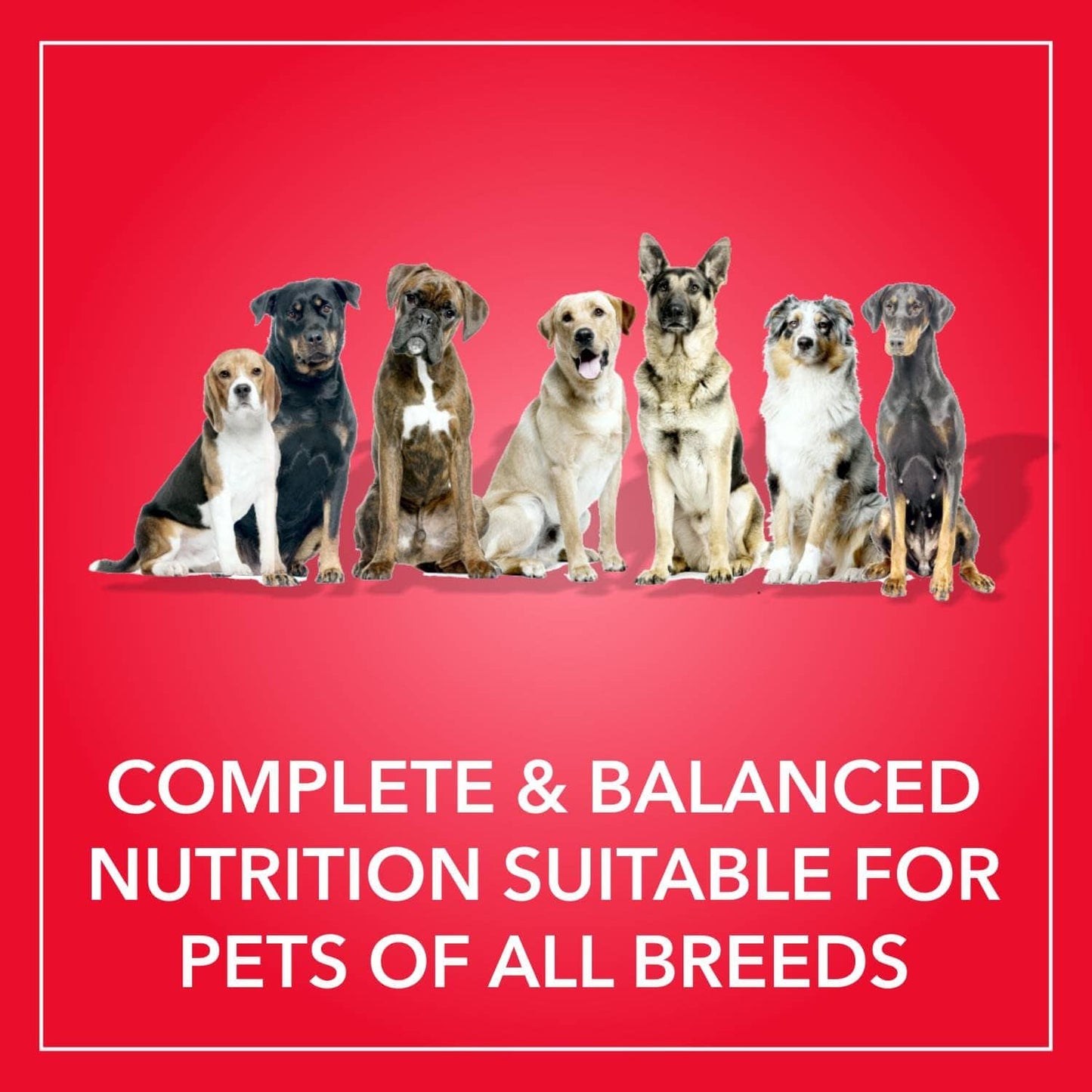 Purepet Meat and Rice Adult Dog Dry Food — in use