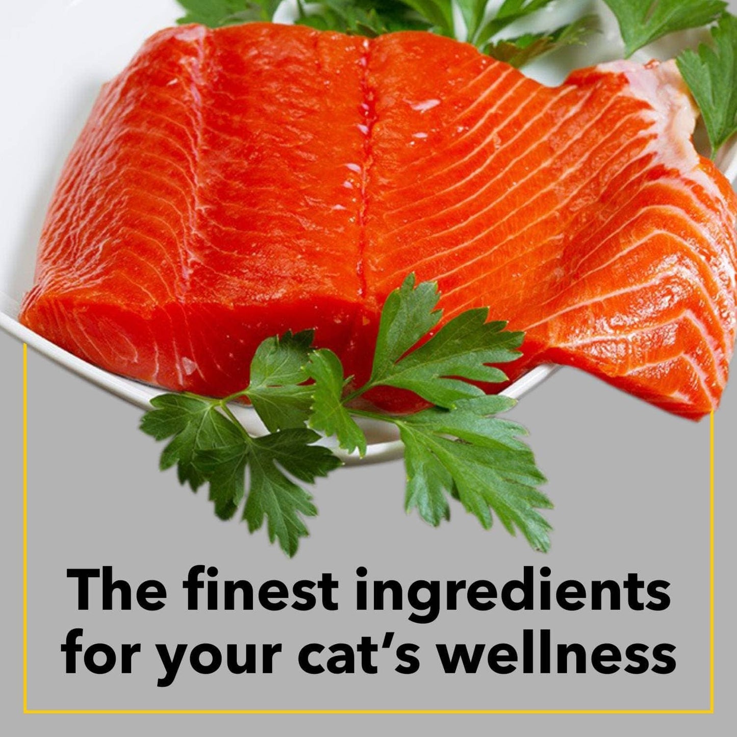 Purepet Seafood Adult Cat Dry Food — in use