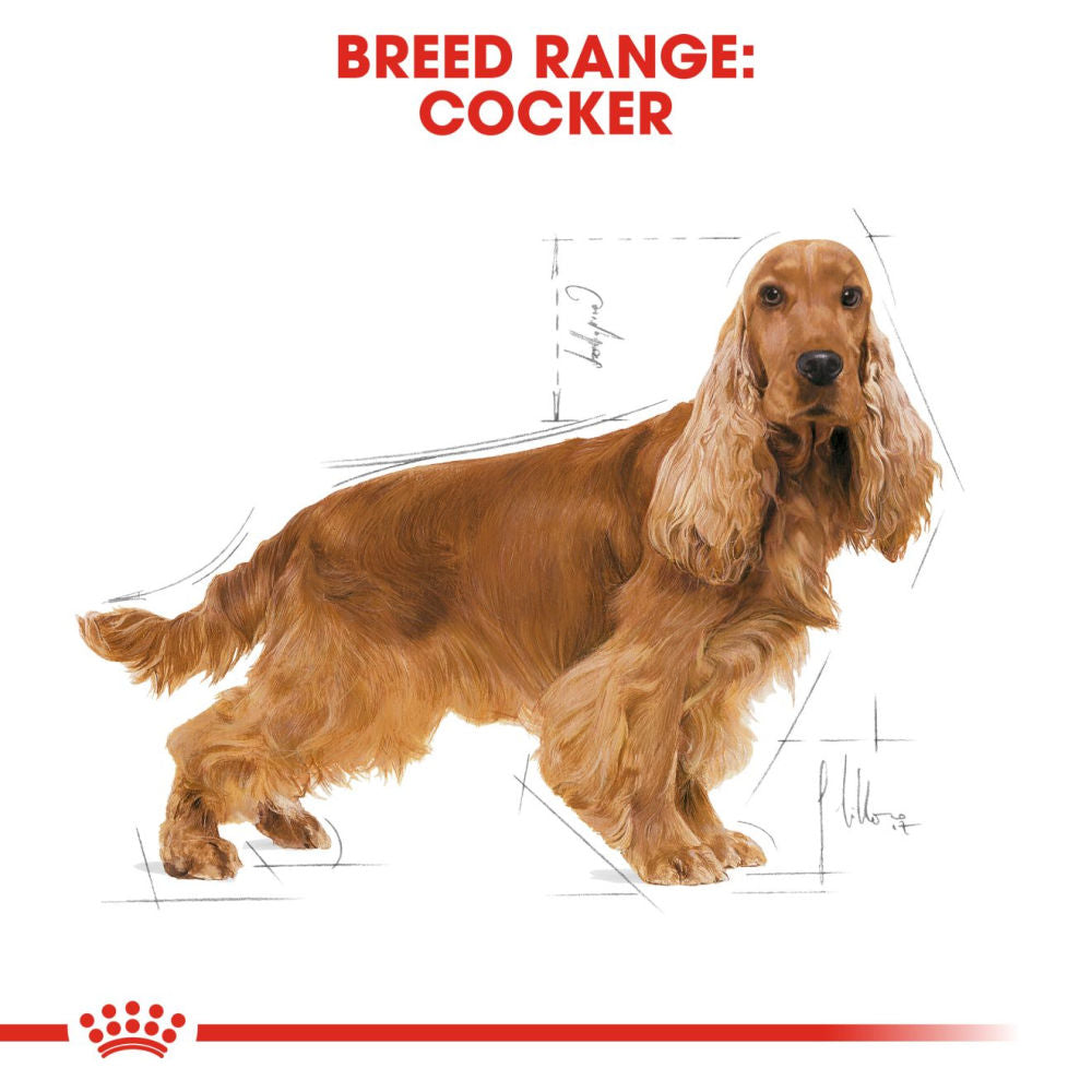 Royal Canin Cocker Adult Dog Dry Food — in use