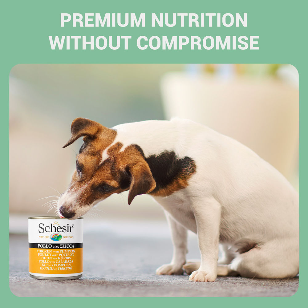 Schesir Chicken & Rice with Pumpkin in Jelly Dog Wet Food — in use