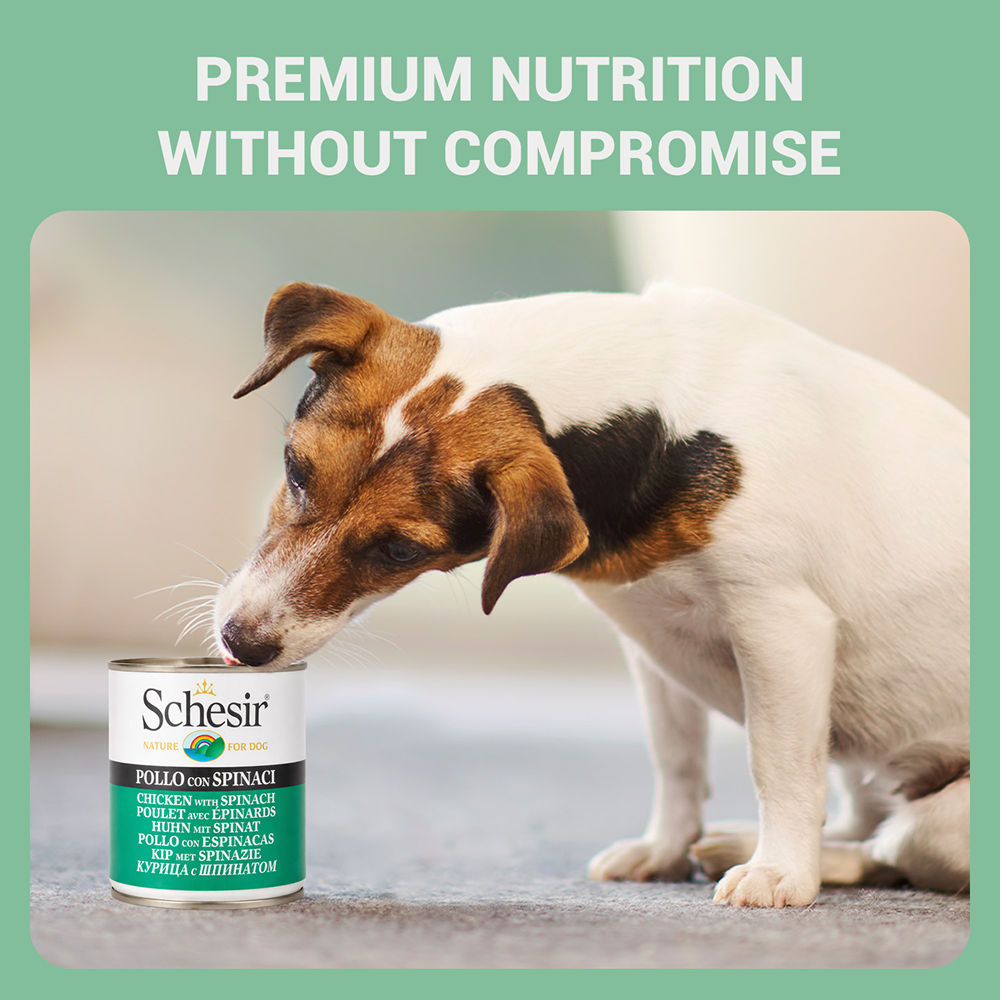 Schesir Chicken & Rice with Spinach in Jelly Dog Wet Food — in use