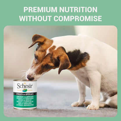 Schesir Chicken & Rice with Spinach in Jelly Dog Wet Food — in use