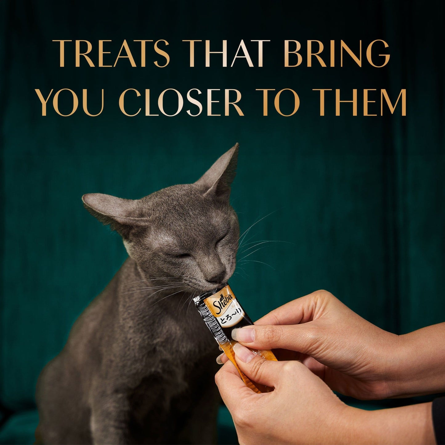 Sheba Tuna Flavor and Tuna & Prawn Maguro Selection Melty Premium Cat Treats — in use