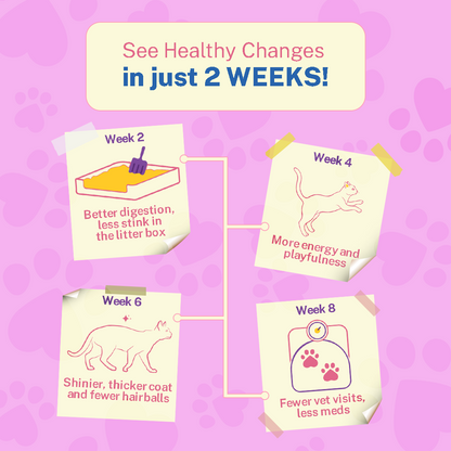 Smylo Chicken Combo Pack, Chicken & Liver, Adult Cat Wet Food - Image 5