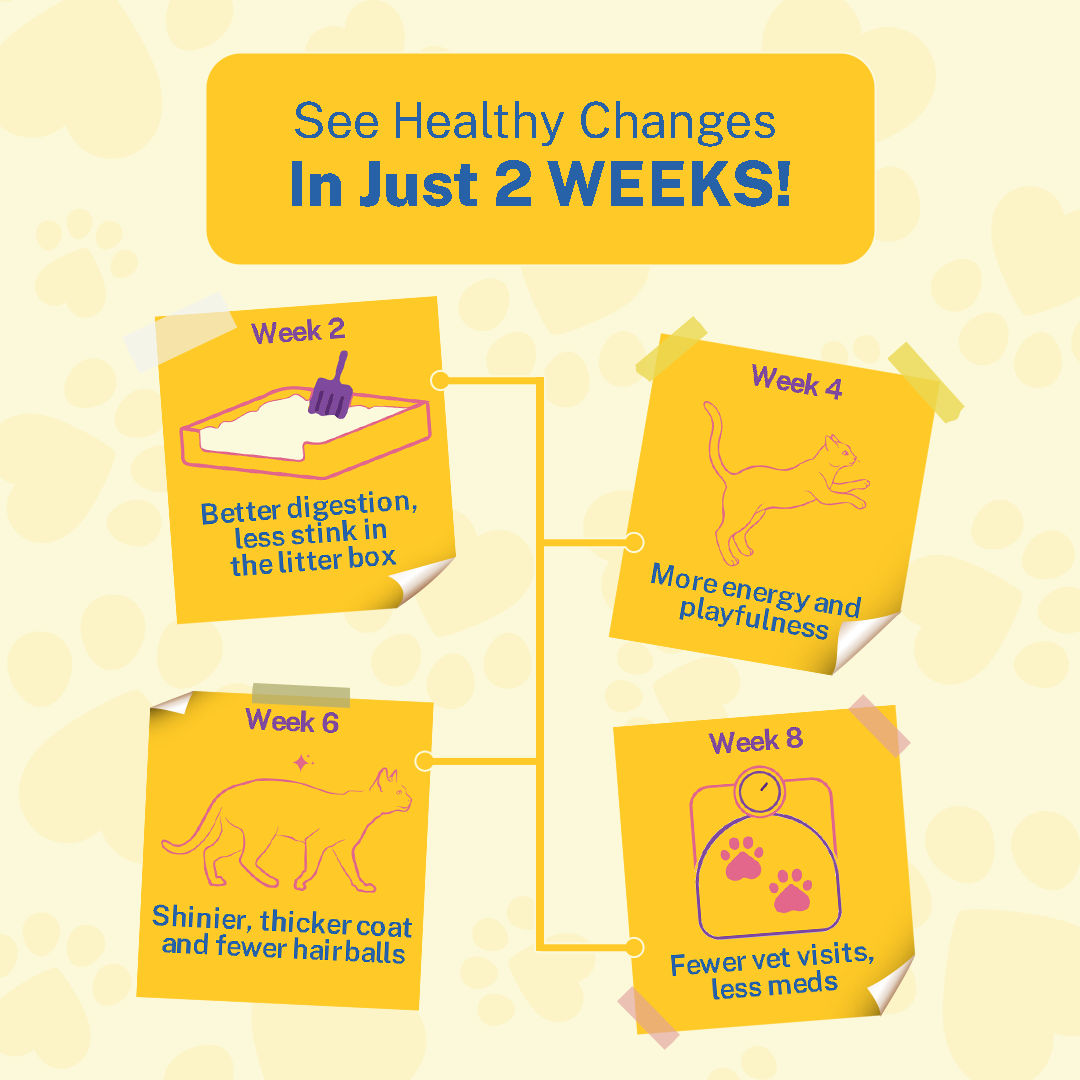Smylo Kitten Variety Combo Tuna Chicken Fresh No Preservative Wet Cat Food - Image 3